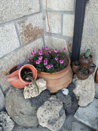 Tinajas con flores
