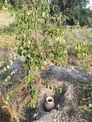 Fotografía: Colocación de olla de barro para riego