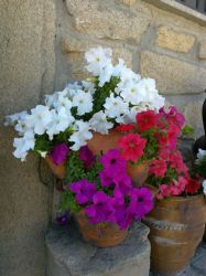 Alfarería y jardinería unidas