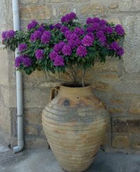 Alfarería y jardinería unidas en Moveros