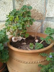Macrolepiota venenata en una tinaja