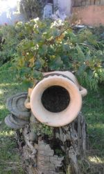 Fomes fomentarius en un pote cortado colocado en un chopo